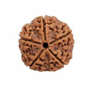 5 Mukhi Rudraksha Bead